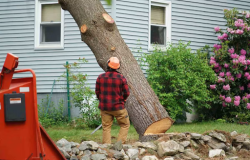 Why Homeowners Trust Easy Does It Tree Service for Safe Tree Care unnamed (52)